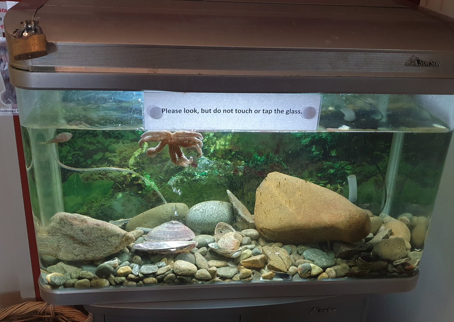 Marine Life Tank, Nelson Provincial Museum