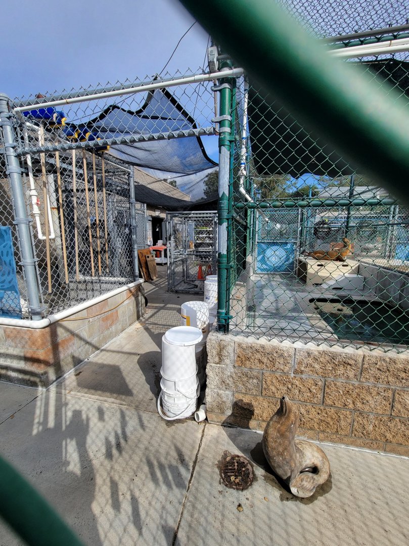 Marine Mammal Care Center - Area next to pen #1