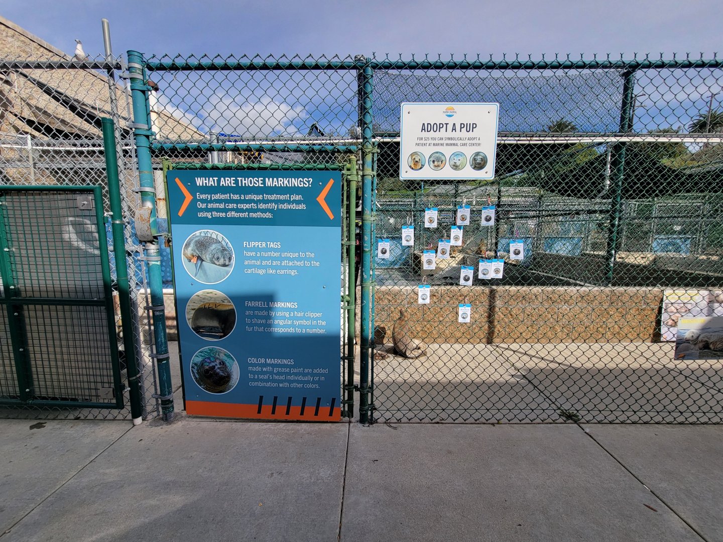 Marine Mammal Care Center - Explanation of markings on animals, and tags for symbolic adoptions