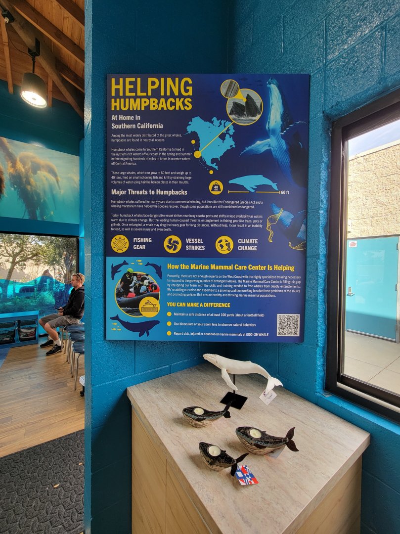 Marine Mammal Care Center - Helping humpbacks in southern California