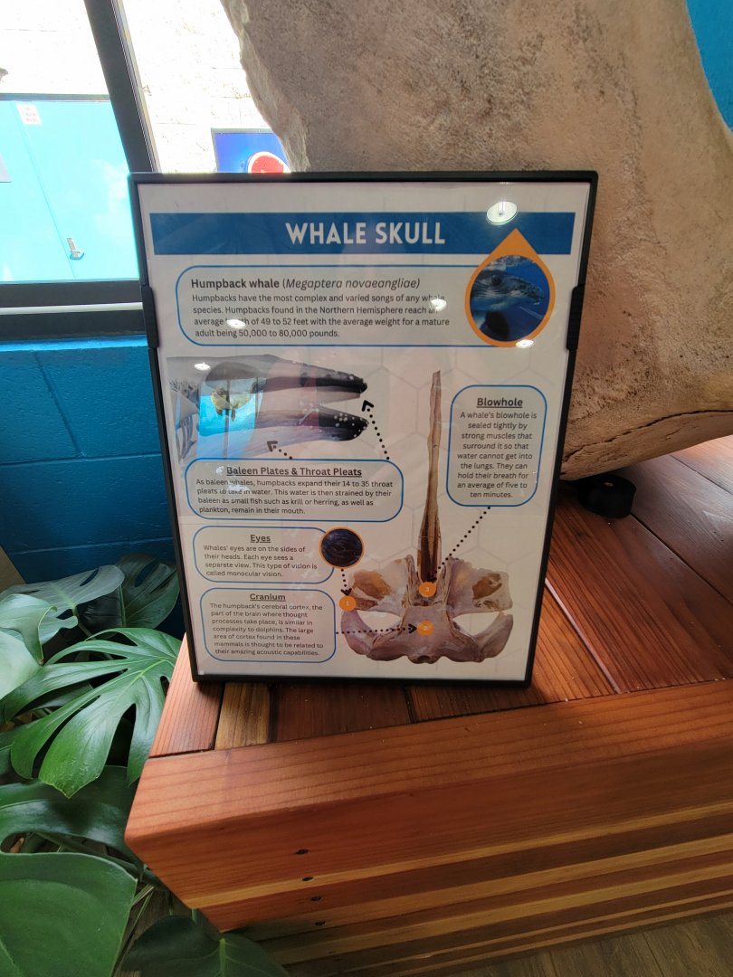 Marine Mammal Care Center - Humpback skull info