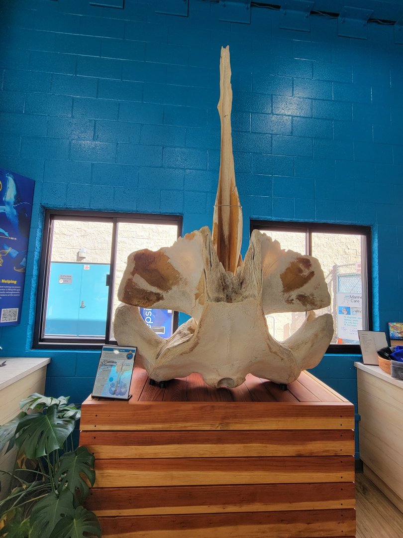 Marine Mammal Care Center - Humpback skull