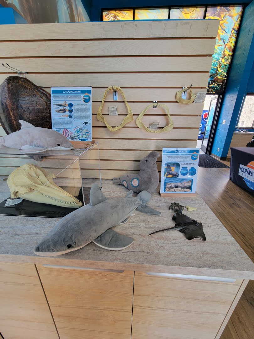 Marine Mammal Care Center - Learning area