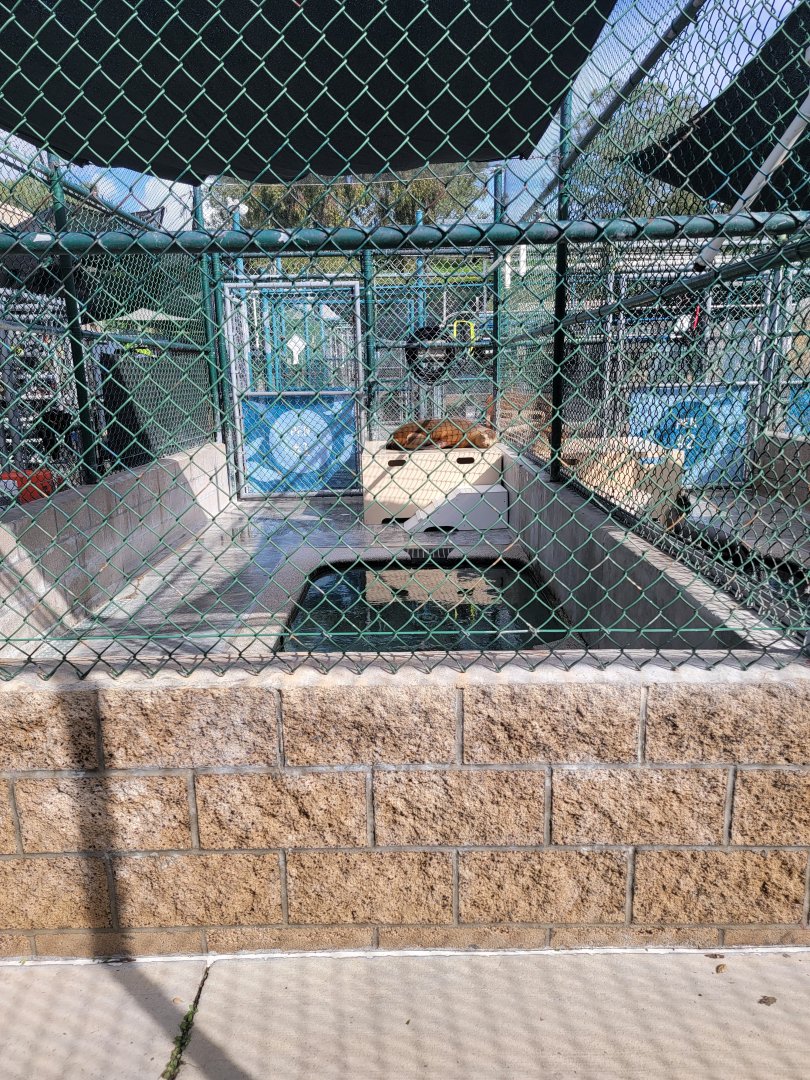 Marine Mammal Care Center - Pen #1, California sea lion with injury