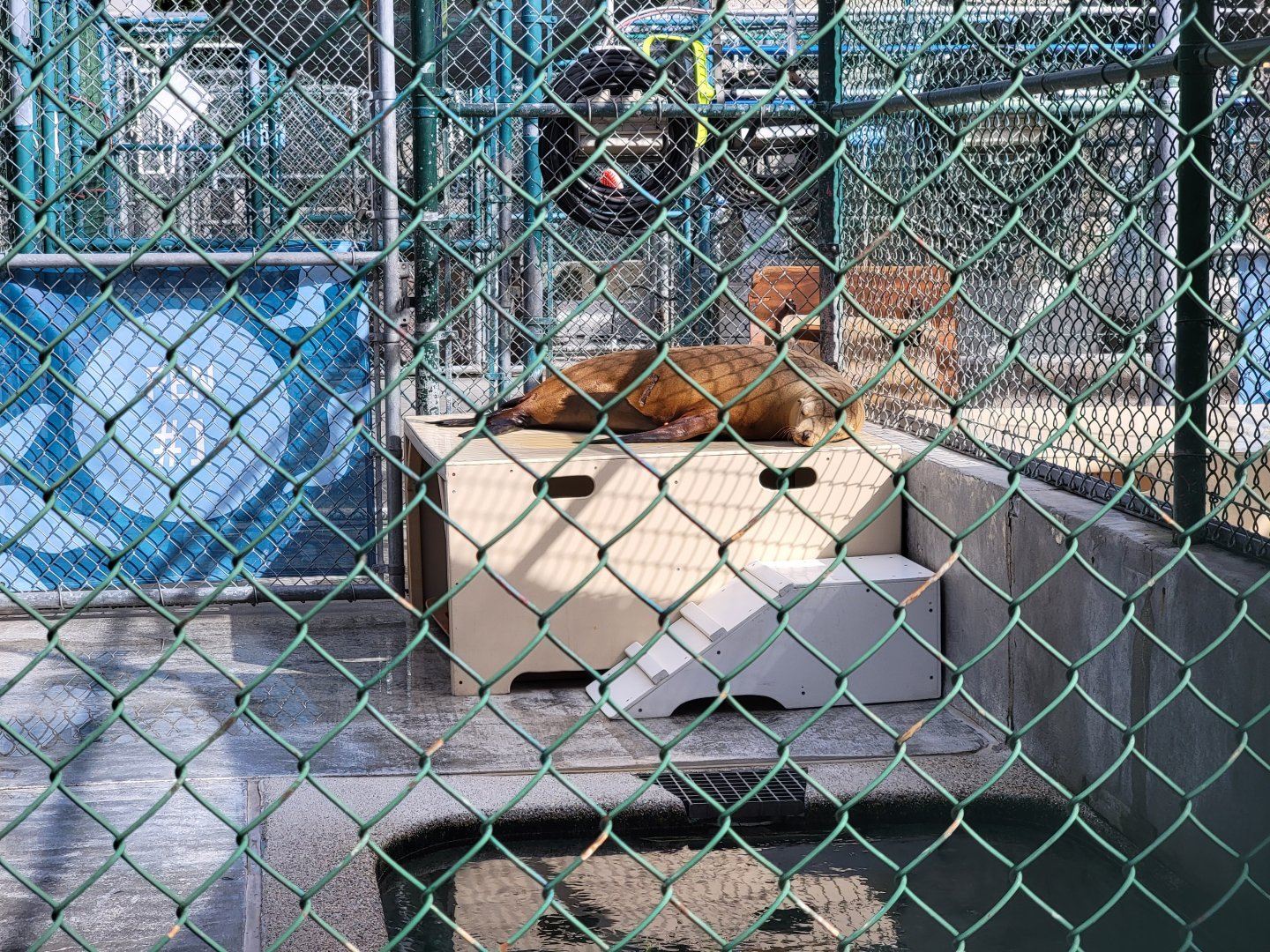 Marine Mammal Care Center - Pen #1, California sea lion with injury
