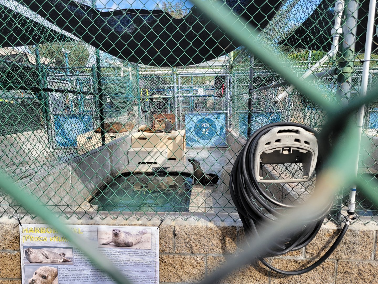 Marine Mammal Care Center - Pen #2, 3 California sea lions