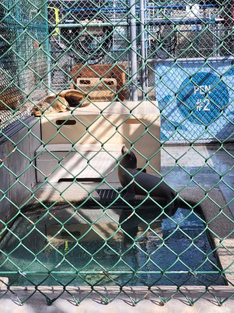 Marine Mammal Care Center - Pen #2, 3 California sea lions
