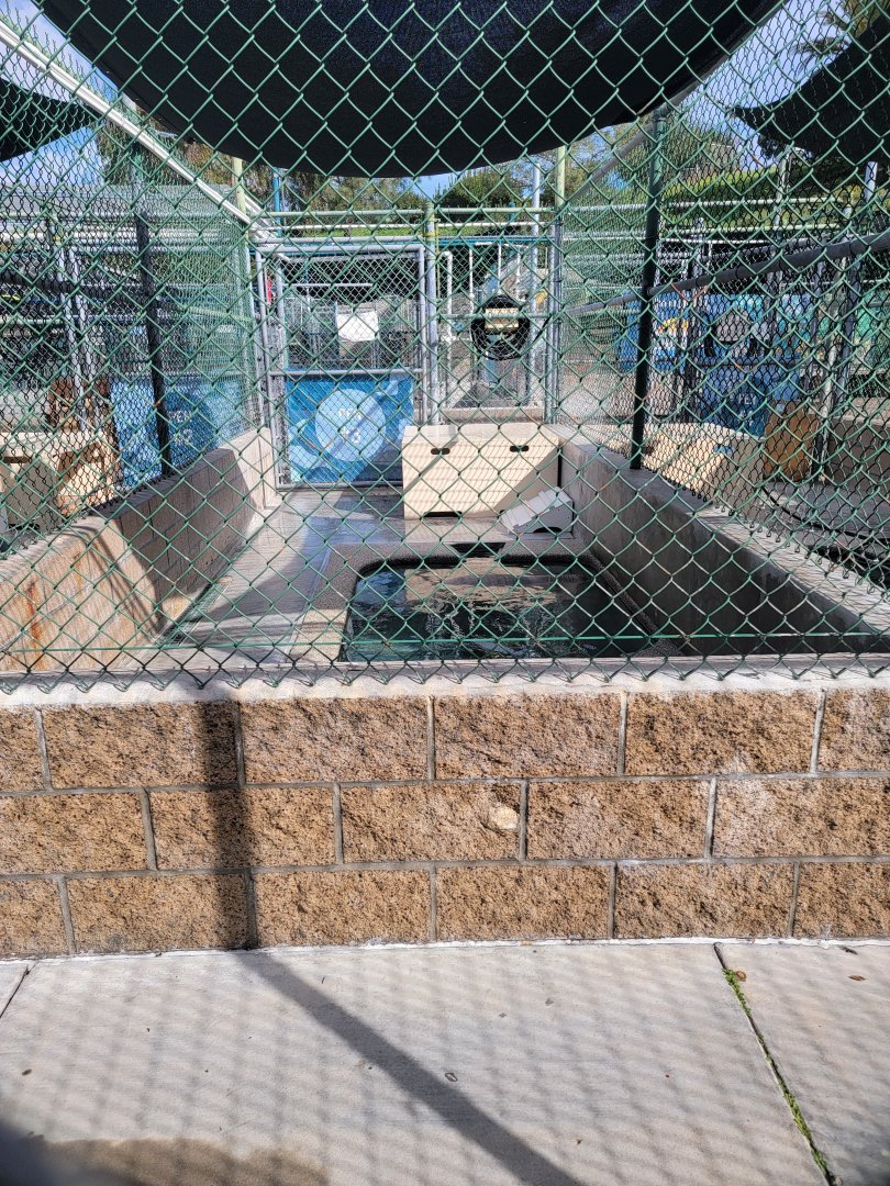 Marine Mammal Care Center - Pen #3, two elephant seals, one with cookie cutter shark injuries