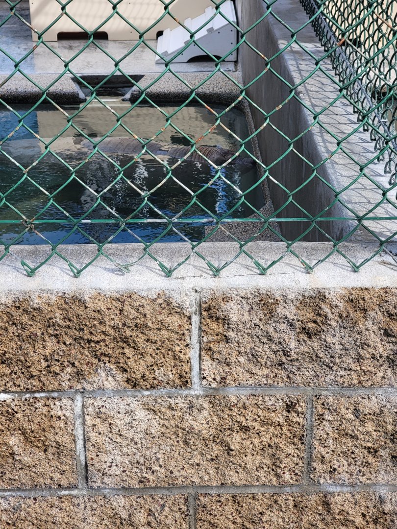 Marine Mammal Care Center - Pen #3, two elephant seals, one with cookie cutter shark injuries