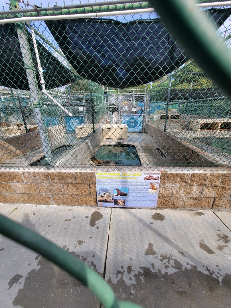 Marine Mammal Care Center - Pen #4, California sea lions