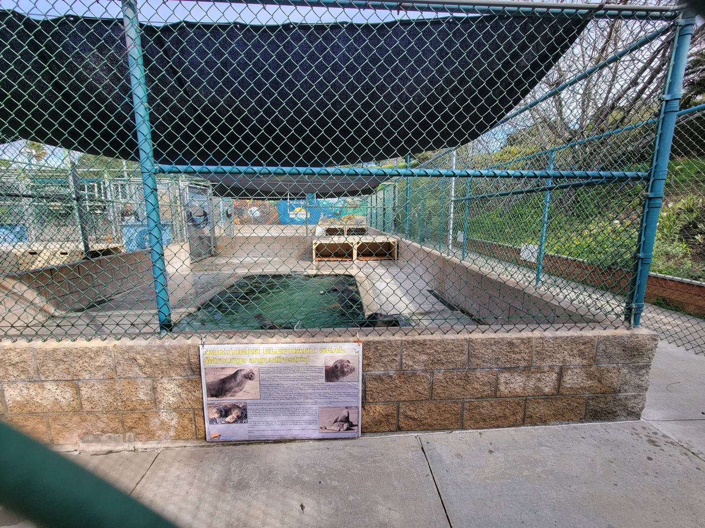 Marine Mammal Care Center - Pen #5, California sea lions with DA playing