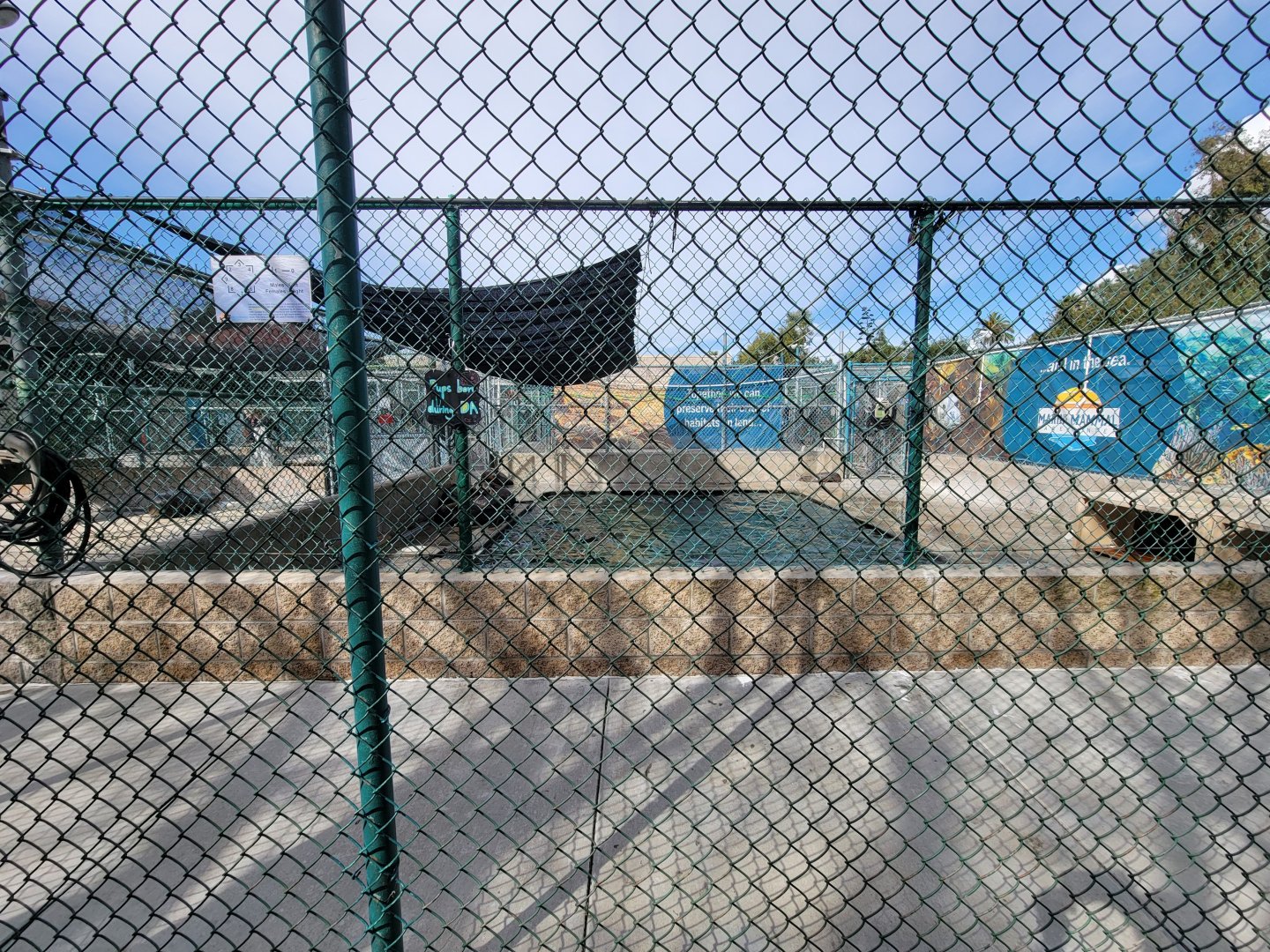 Marine Mammal Care Center - Pen #6, California sea lions with DA playing