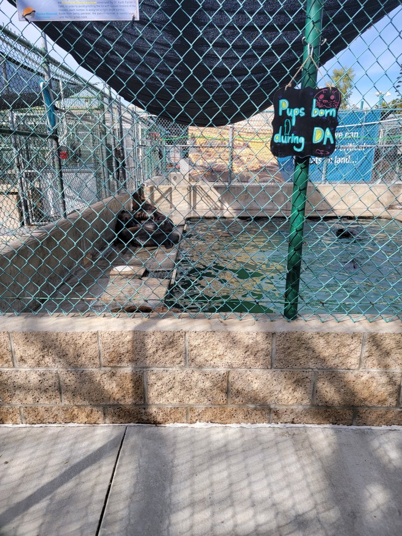 Marine Mammal Care Center - Pen #6, California sea lions with DA