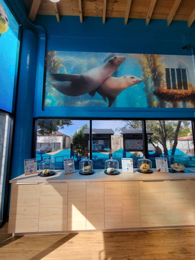 Marine Mammal Care Center - Skulls