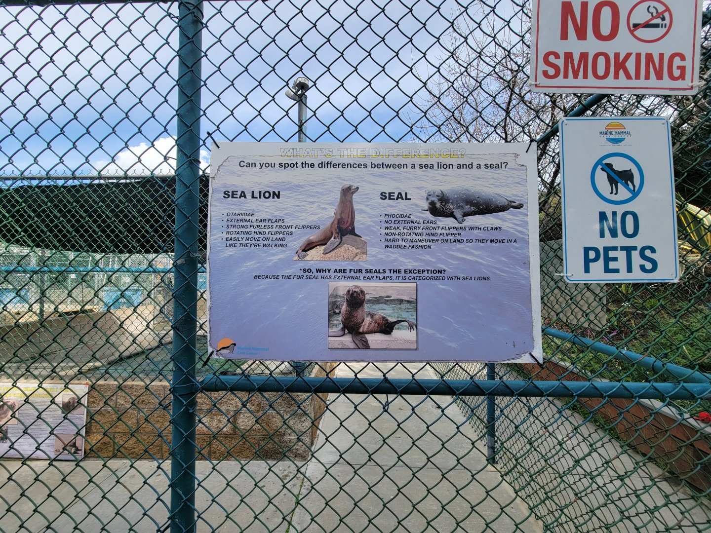 Marine Mammal Care Center - The difference between sea lions, seals, and fur seals