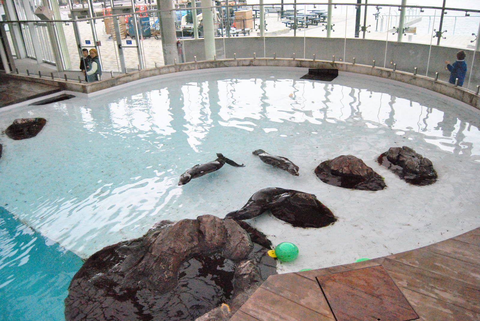 Marine Mammal Center