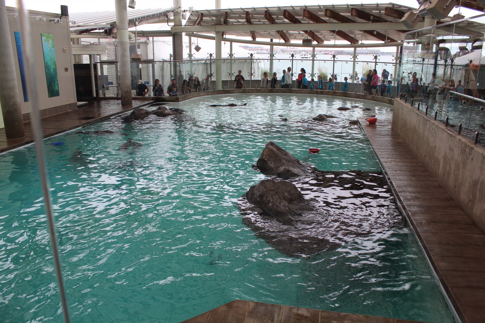 Marine Mammal Centre - Oct 2017