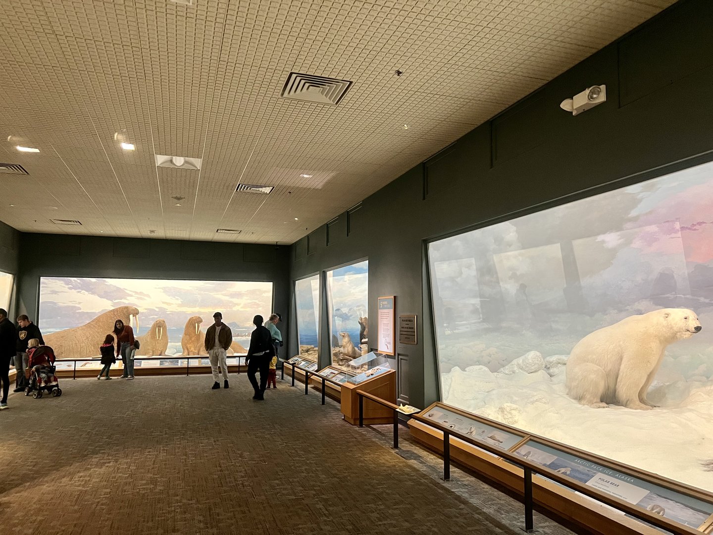 Marine Mammal Dioramas