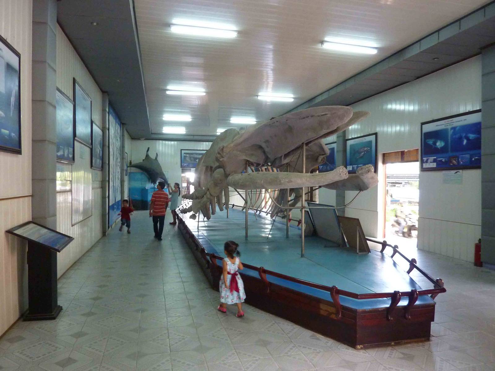 Marine mammal museum hall, May 2013.