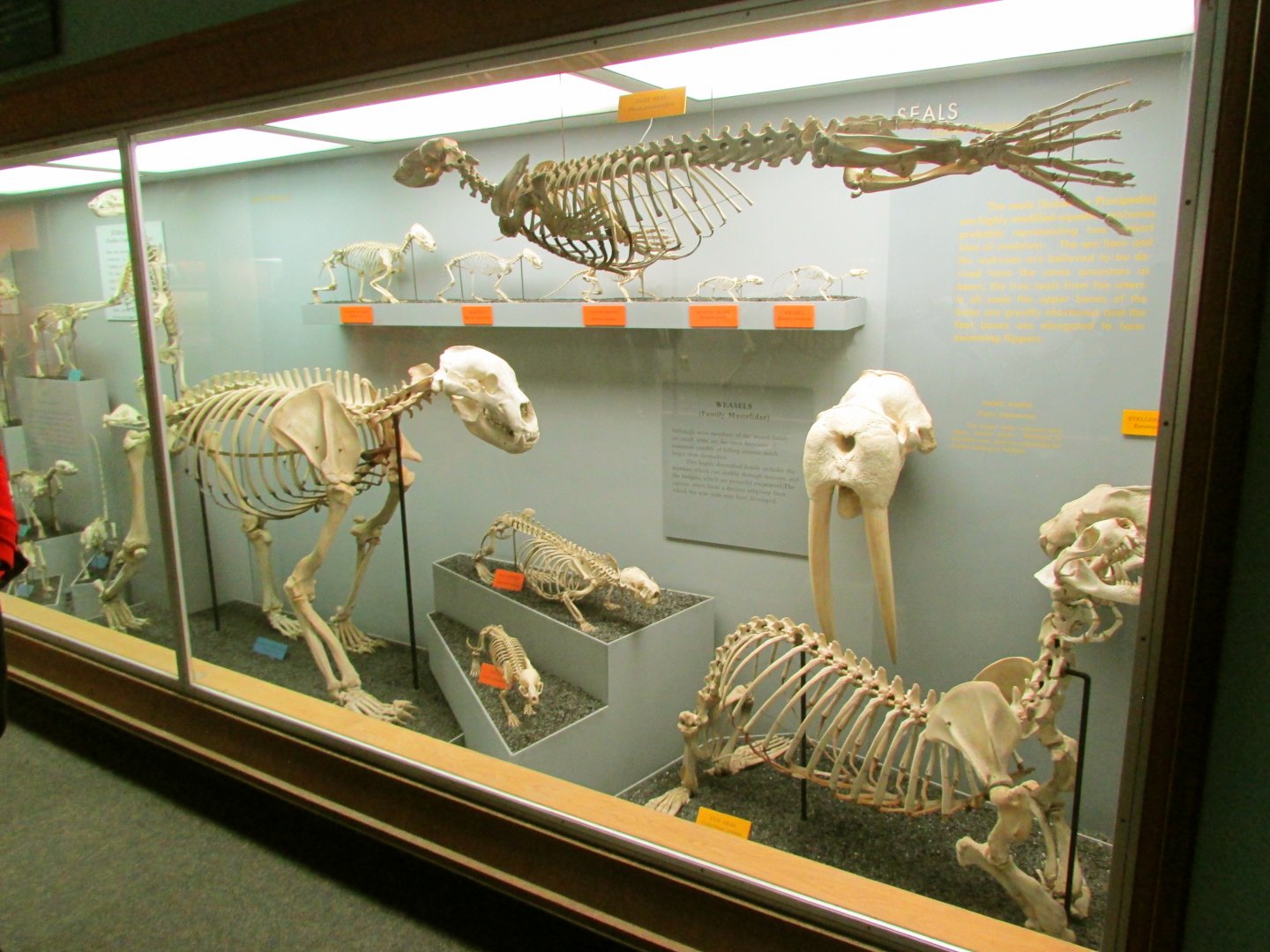Marine Mammal Skeletons