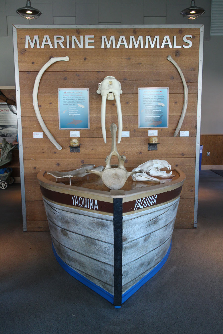 marine mammal skulls