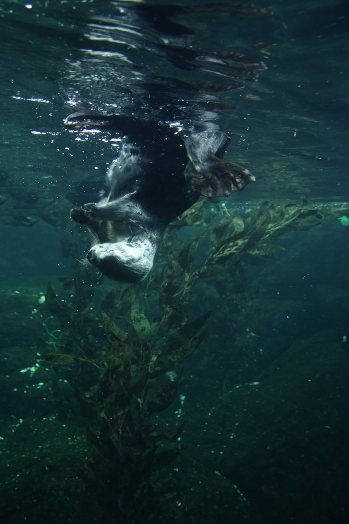 Marine otter (Enhydra lutris)