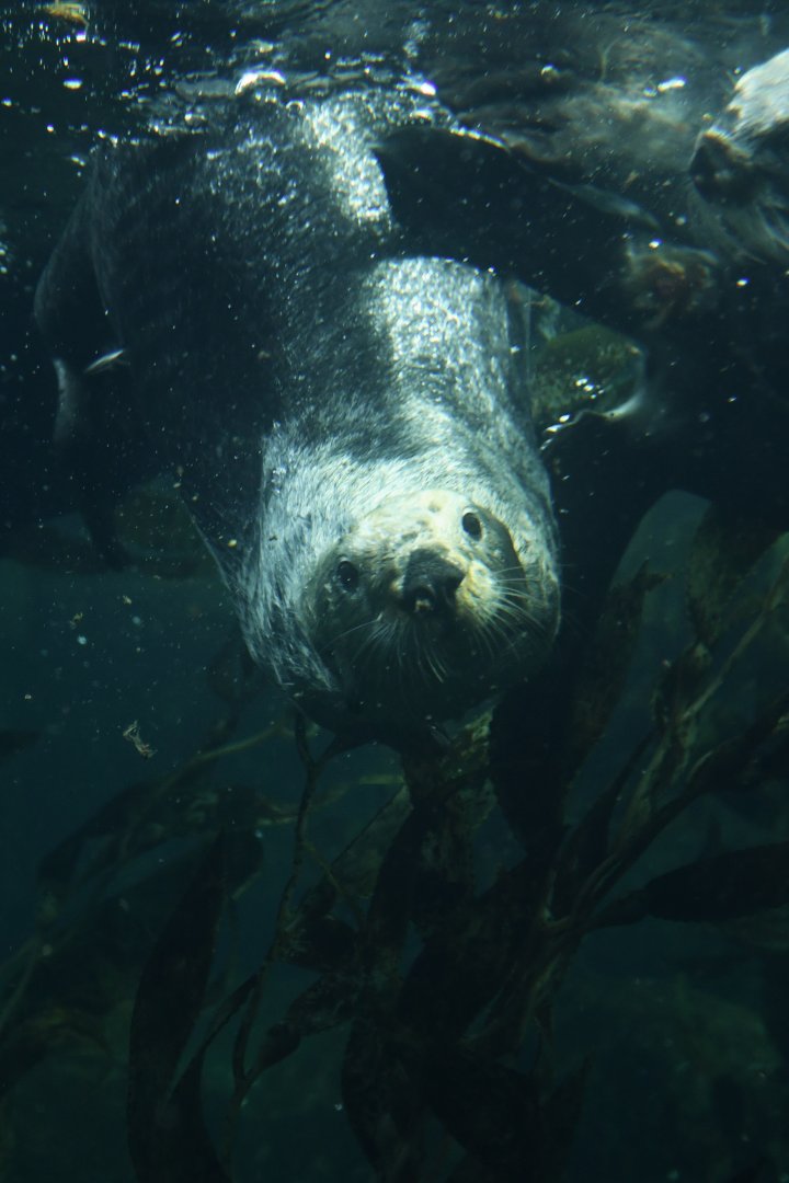 Marine otter (Enhydra lutris)