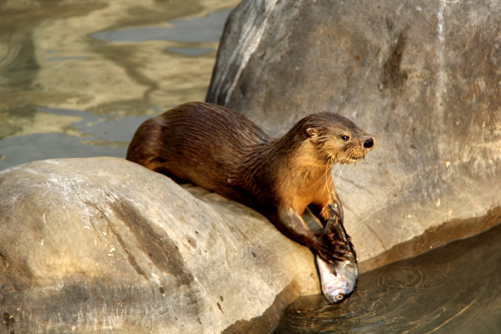 marine otter (Lontra felina)