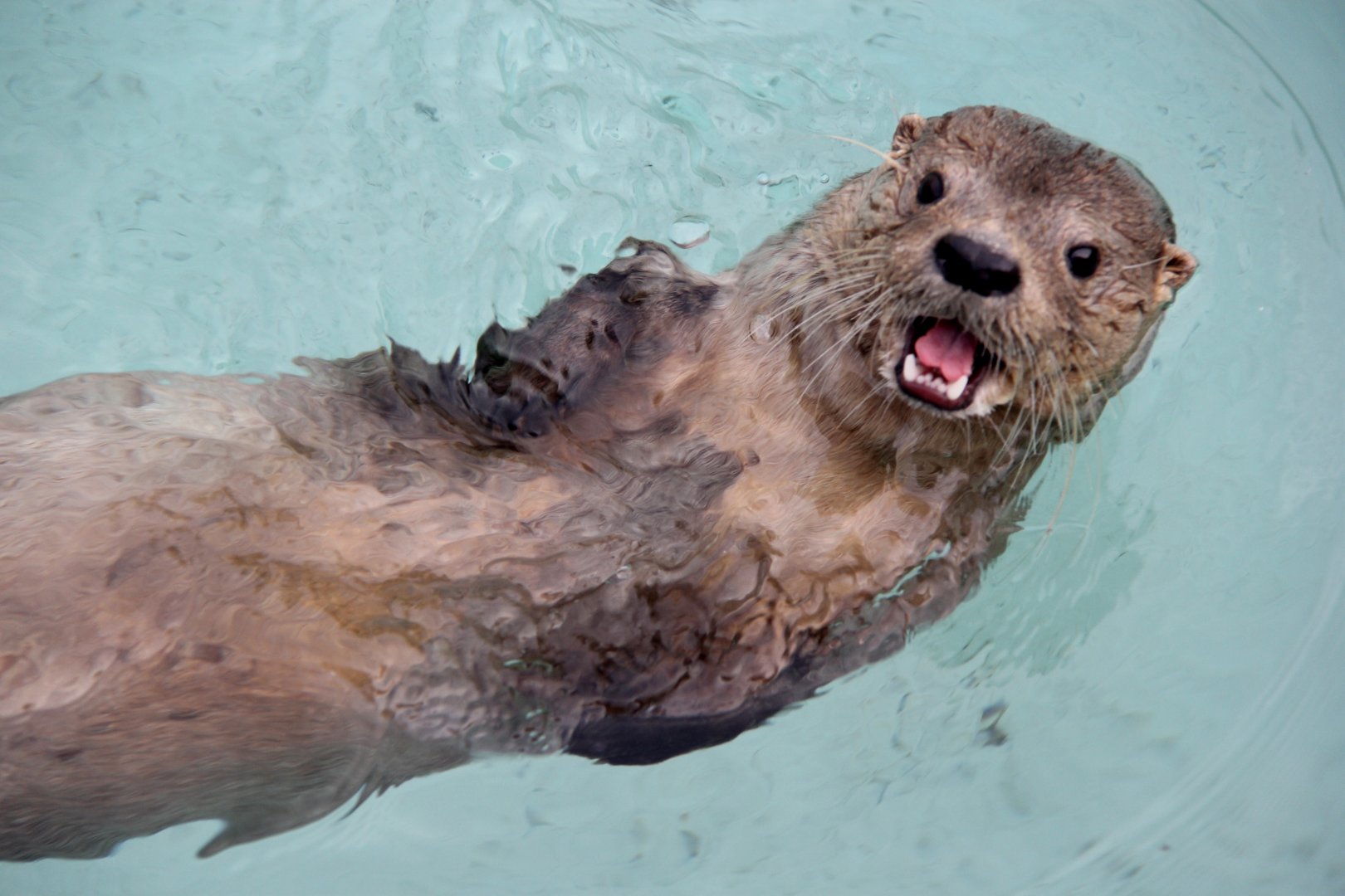 marine otter (Lontra felina)