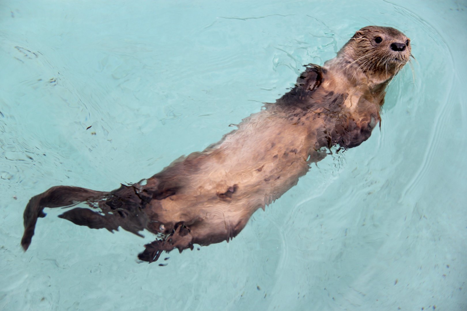 marine otter (Lontra felina)