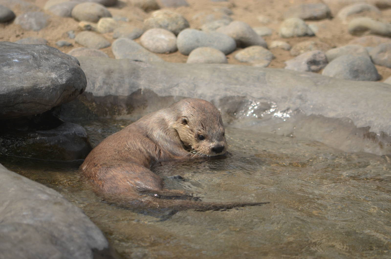 Marine otter (Lutra felina)
