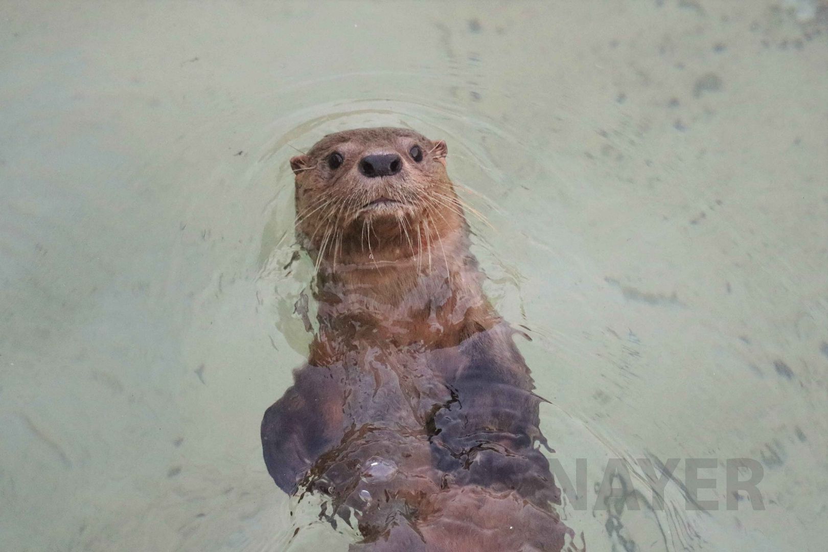 Marine otter, May 2016