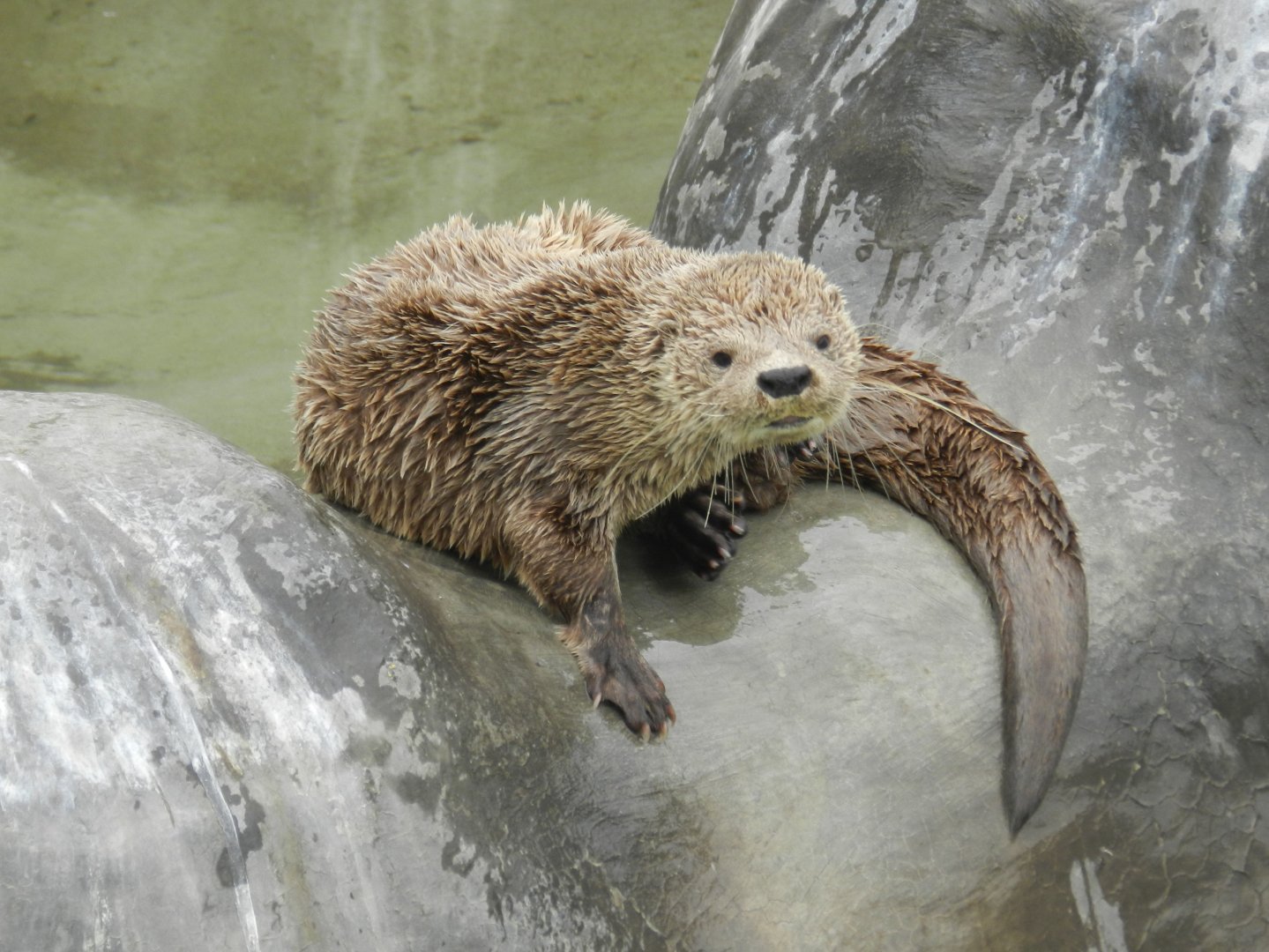 Marine otter - Parque Zoológico Huachipa