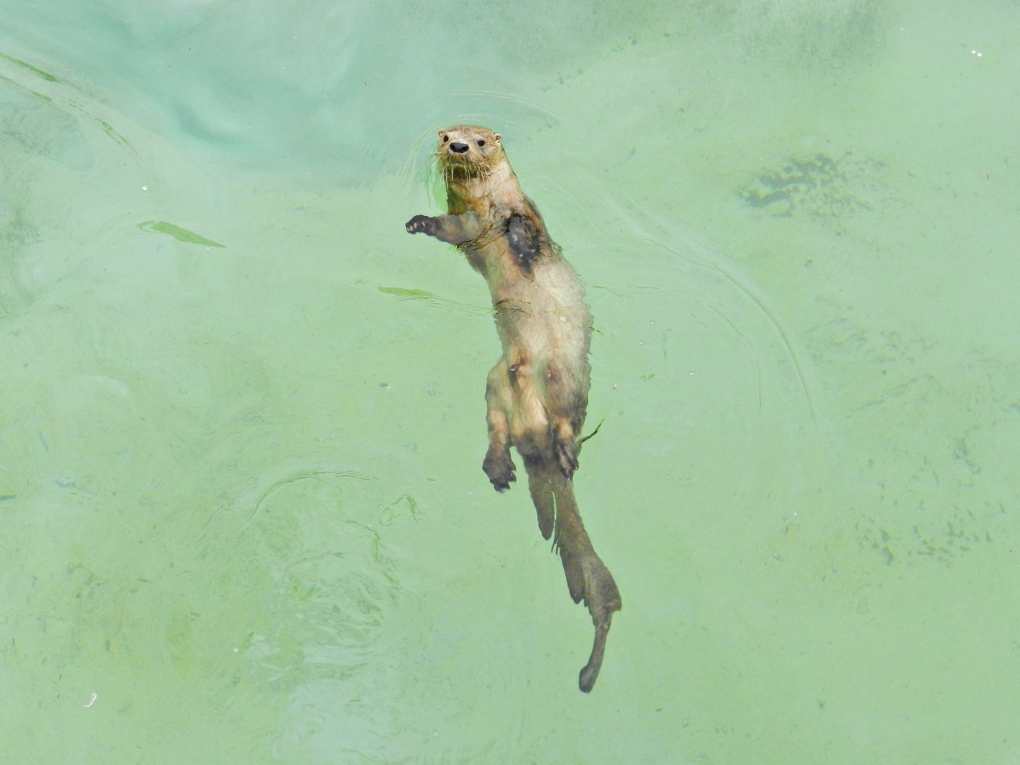Marine otter swimming - Parque Zoológico Huachipa