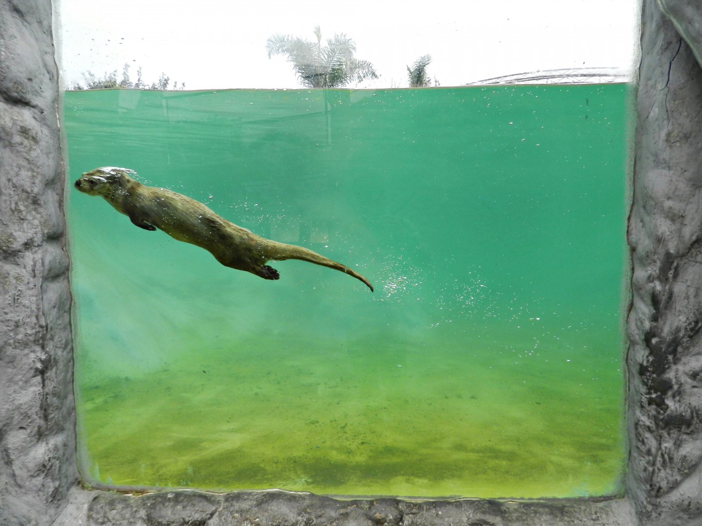 Marine otter swimming - Parque Zoológico Huachipa