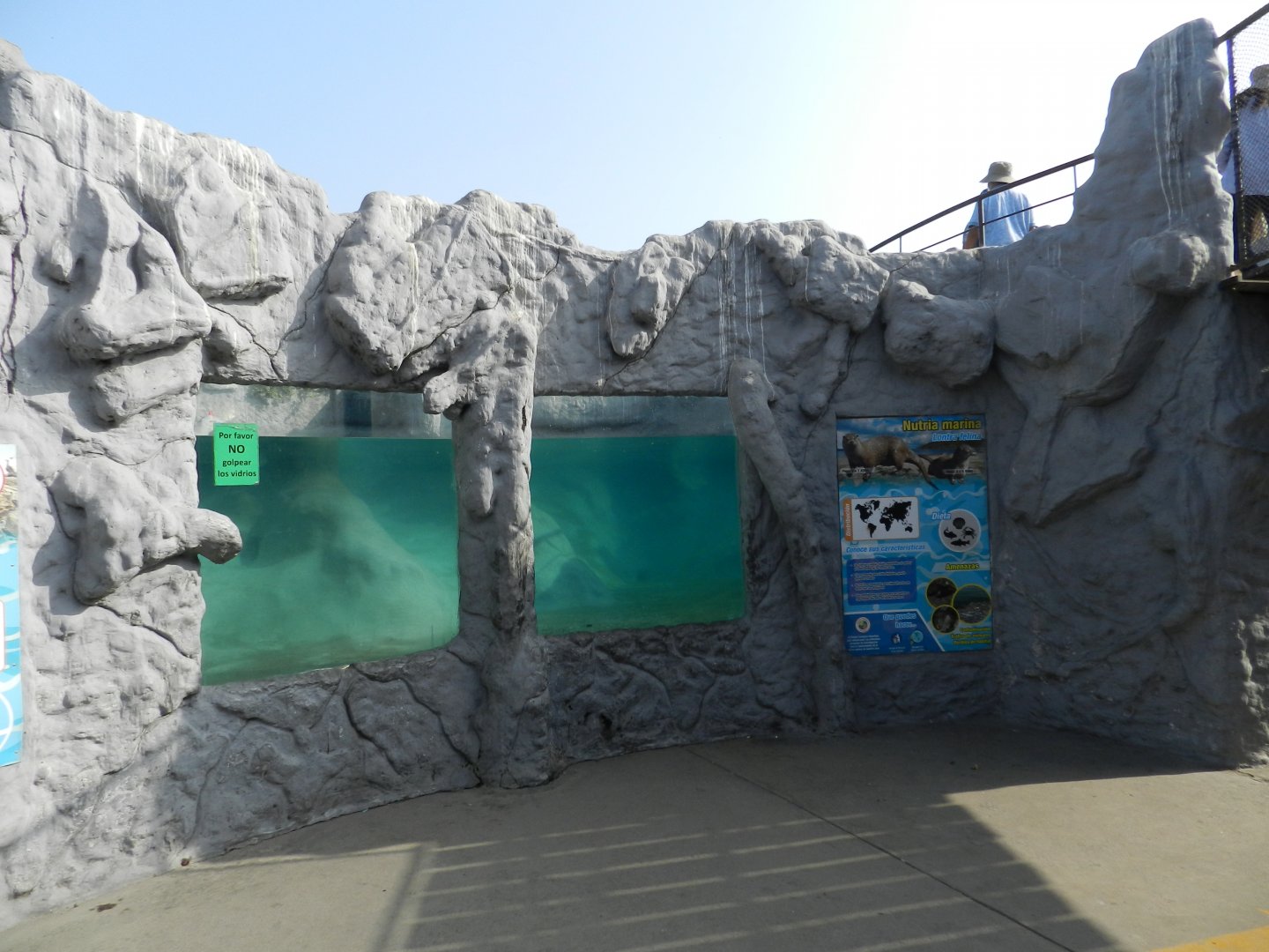 Marine otter underwater viewing - Parque Zoológico Huachipa