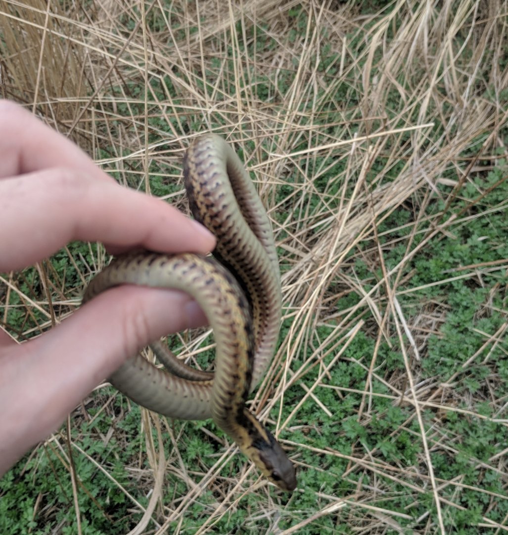 Marine Park Salt Marsh & Nature Center - A wild snake in the heart of Brooklyn, NY