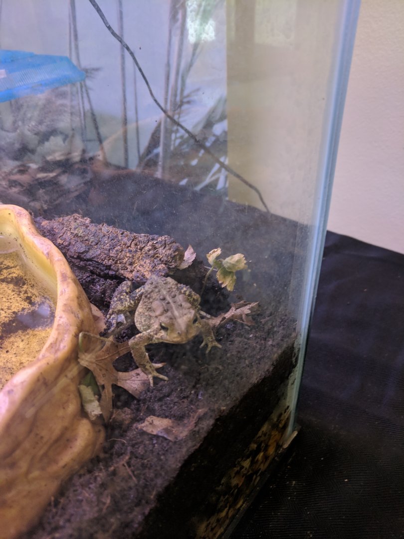 Marine Park Salt Marsh & Nature Center - American Toad