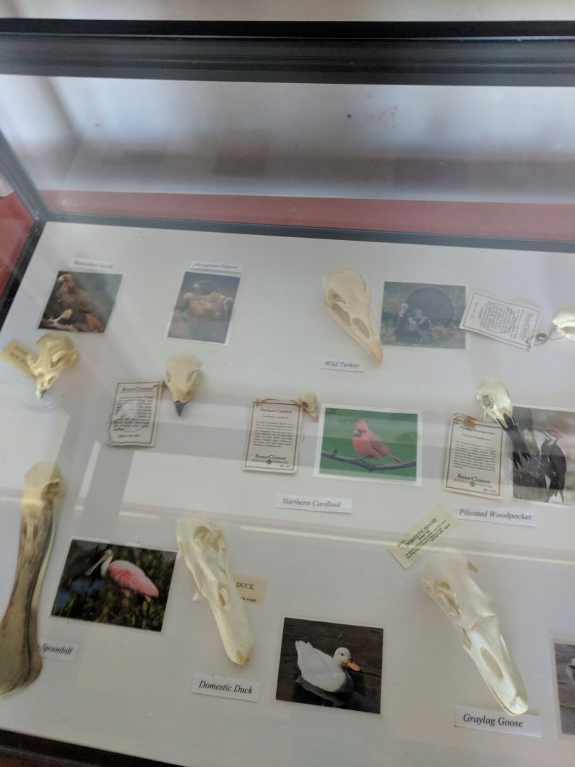 Marine Park Salt Marsh & Nature Center - Bird bones