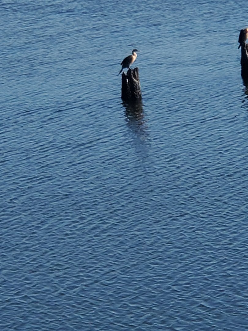 Marine Park Salt Marsh & Nature Center - Birds