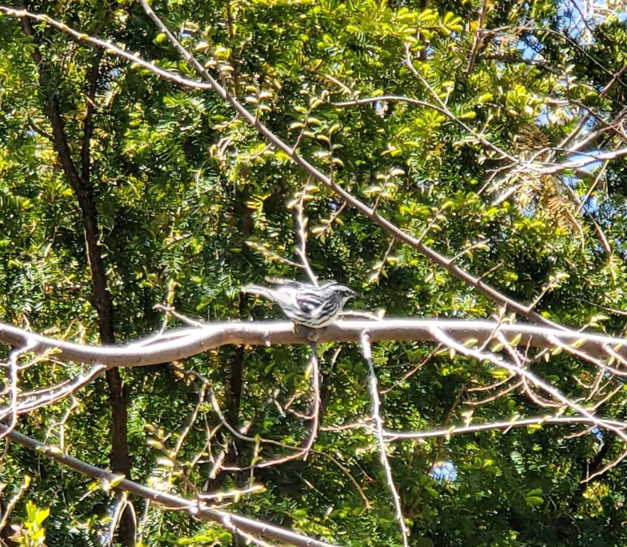 Marine Park Salt Marsh & Nature Center - Black-White Warbler