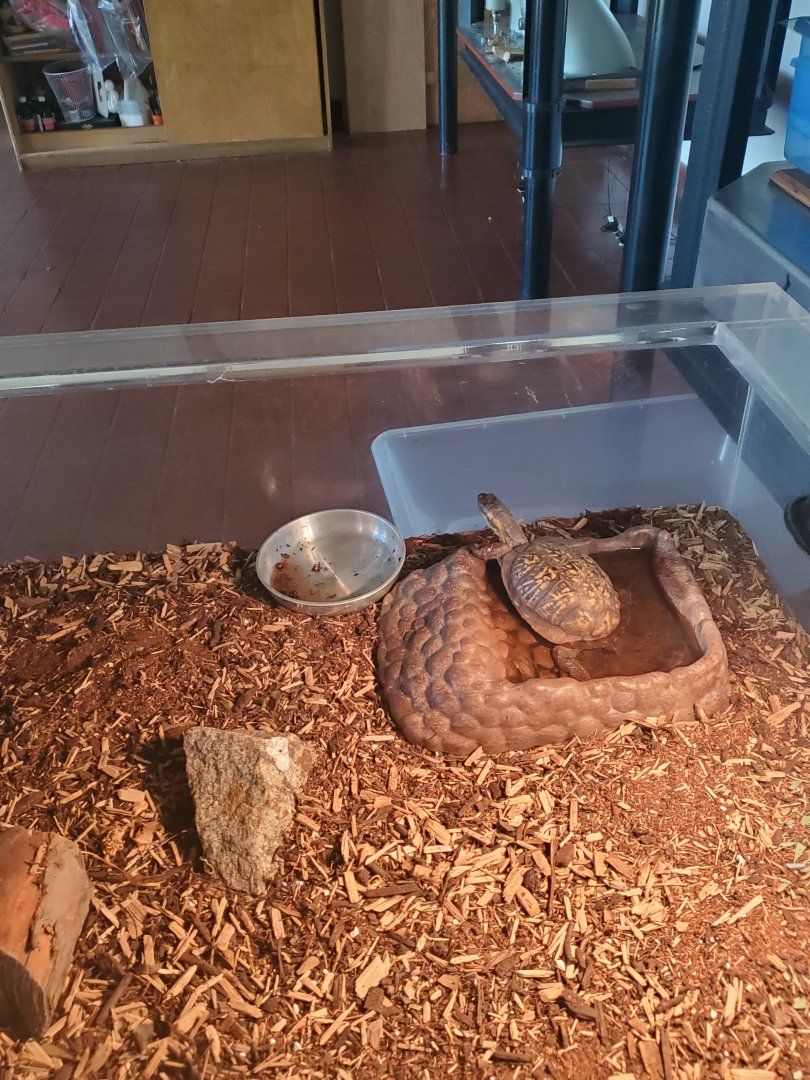 Marine Park Salt Marsh & Nature Center - Box Turtle