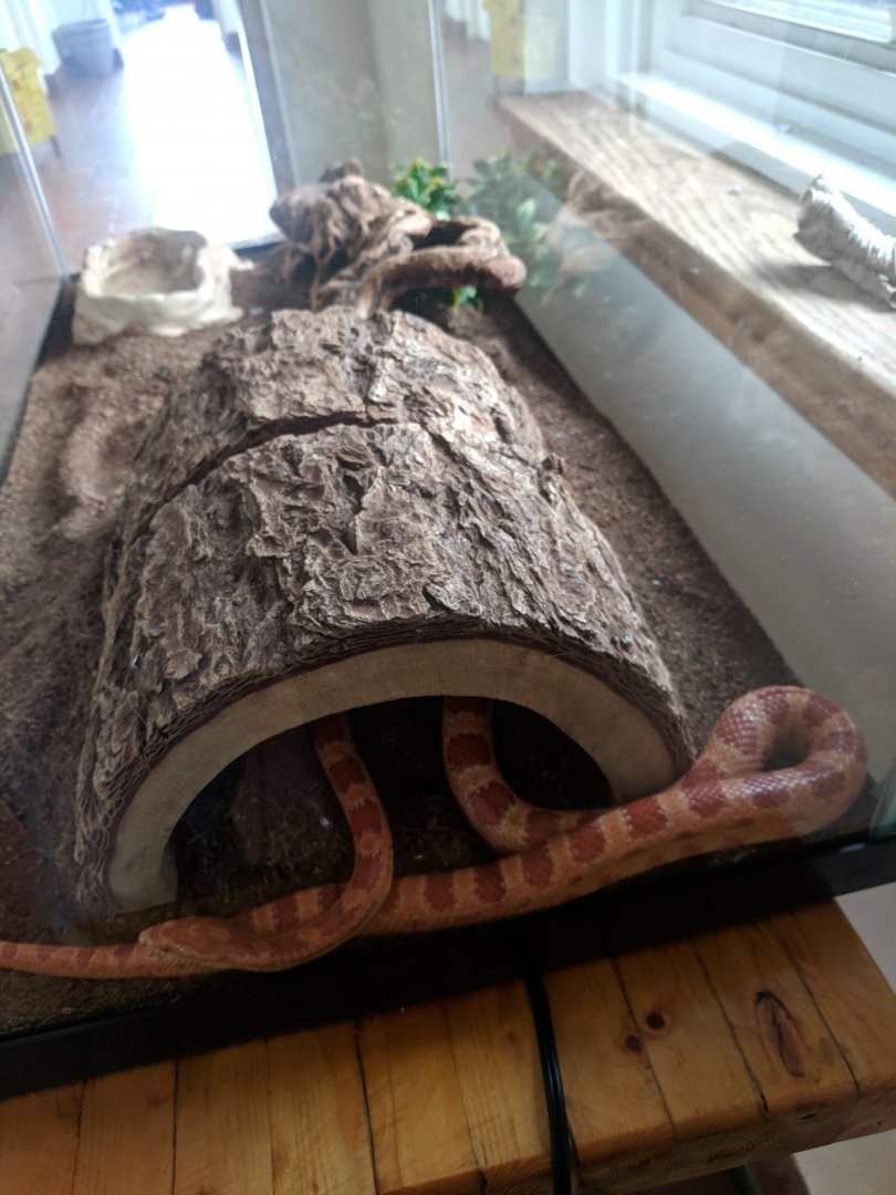 Marine Park Salt Marsh & Nature Center - Corn Snake