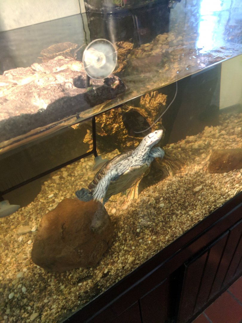 Marine Park Salt Marsh & Nature Center - Diamondback Terrapin