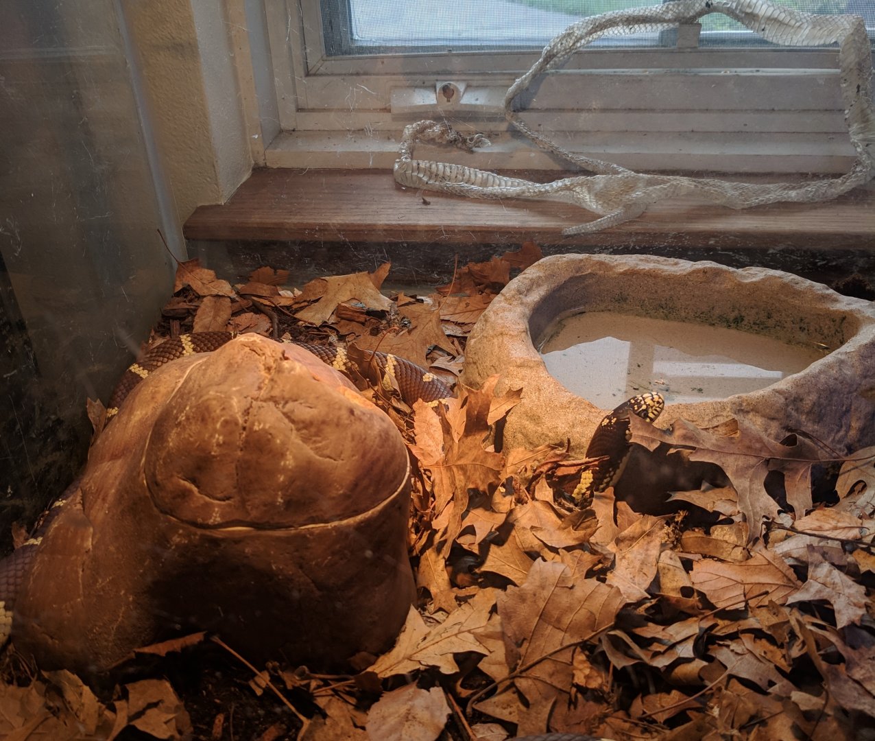 Marine Park Salt Marsh & Nature Center - King Snake (California?)