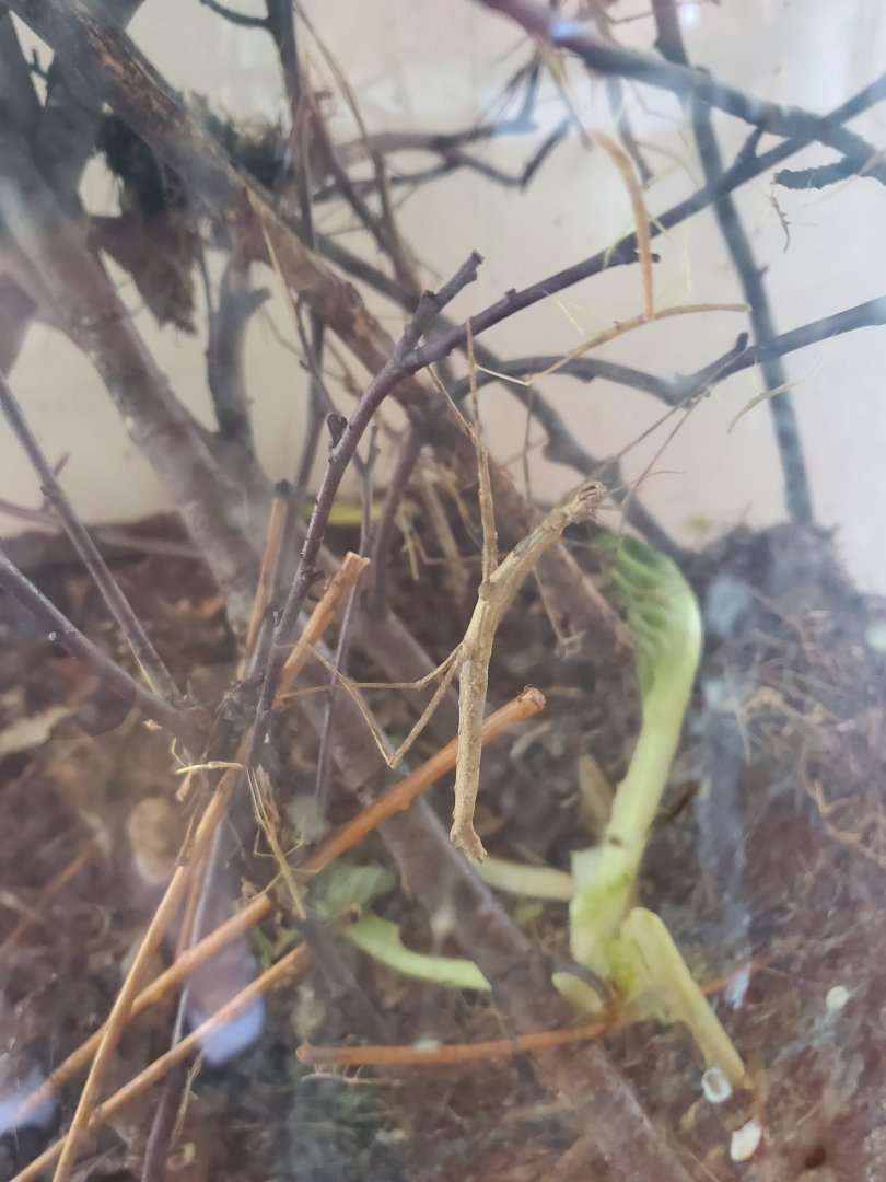 Marine Park Salt Marsh & Nature Center - Stick Bug