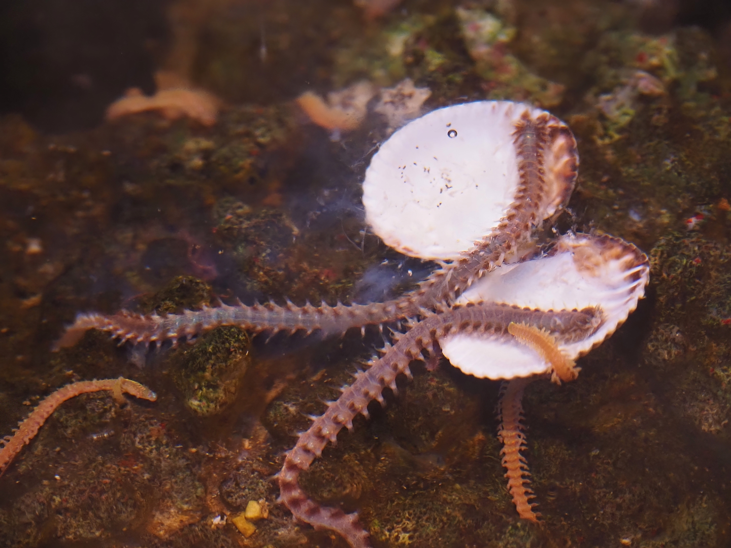 Marine (Polychaete?) worms of unknown species, 2024-09-17