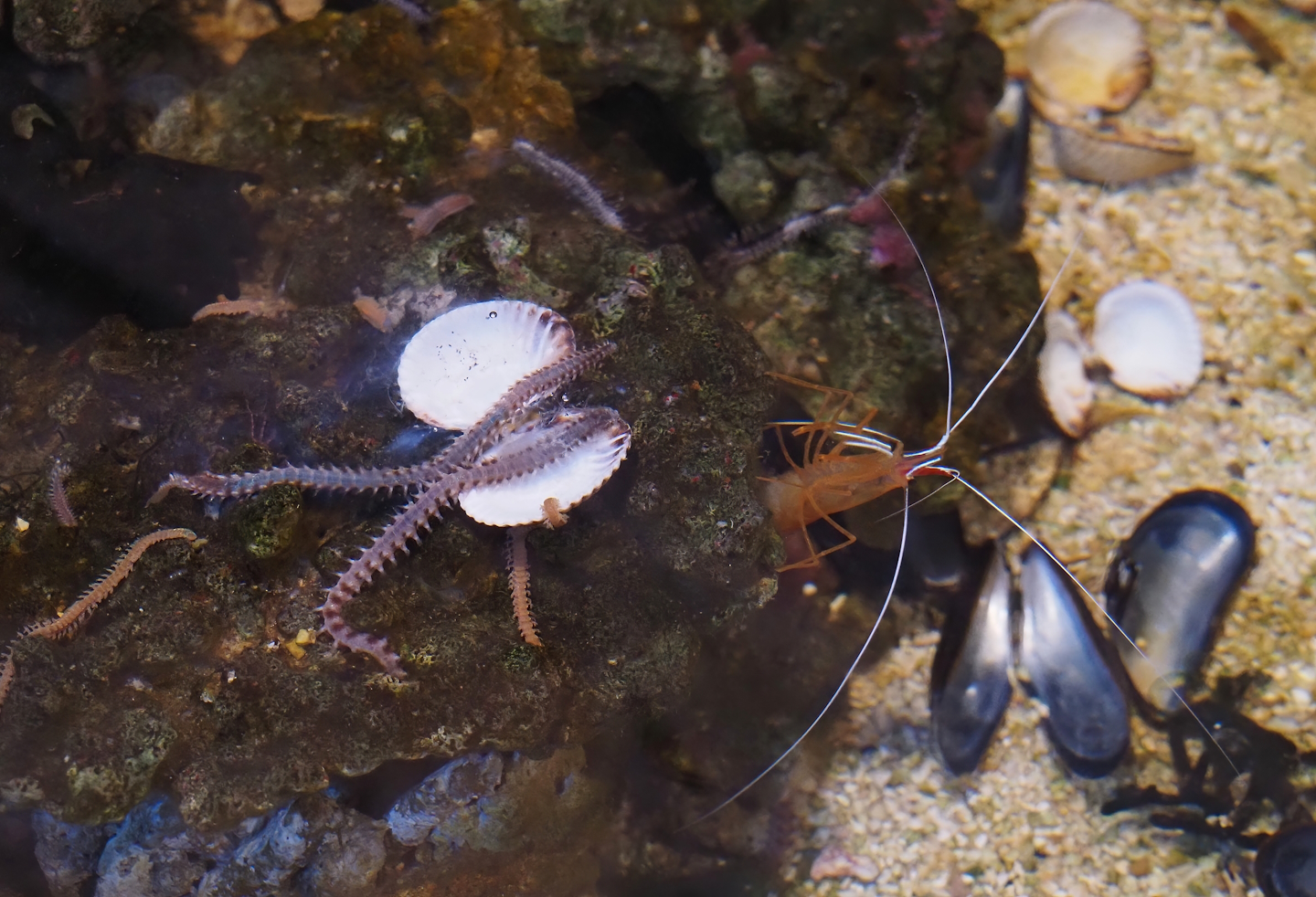 Marine (Polychaete?) worms of unknown species and Pacific cleaner shrimp (Lysmata amboinensis), 2024-09-17