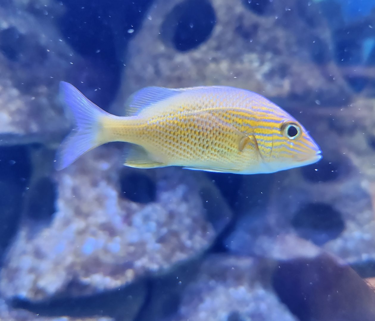 Marine Science Center - A fish