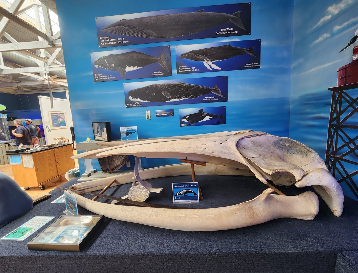 Marine Science Center - Baleen whale skull